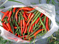 Quy trình và phương pháp bón phân cho cây ớt