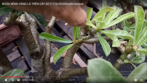 NGỪA BỆNH VÀNG LÁ TRÊN CÂY SỨ.(17/6/2020)truyền bonsai