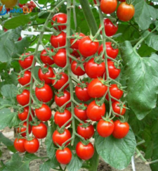 Tài liệu Cây cà chua