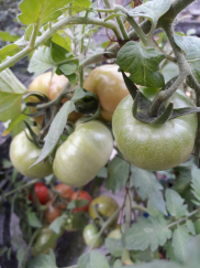 Kỹ thuật trồng cà chua lai F1