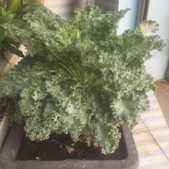  Bán cây cải Kale Mỹ  - Cải xoăn Mỹ lớn