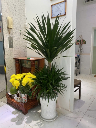 Cây phát tài núi tặng khai trương tân gia Thủ Đức