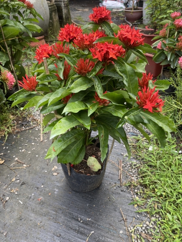 Cây Trang Mỹ Đỏ- Cây hoa mẫu đơn Thủ Đức Garden